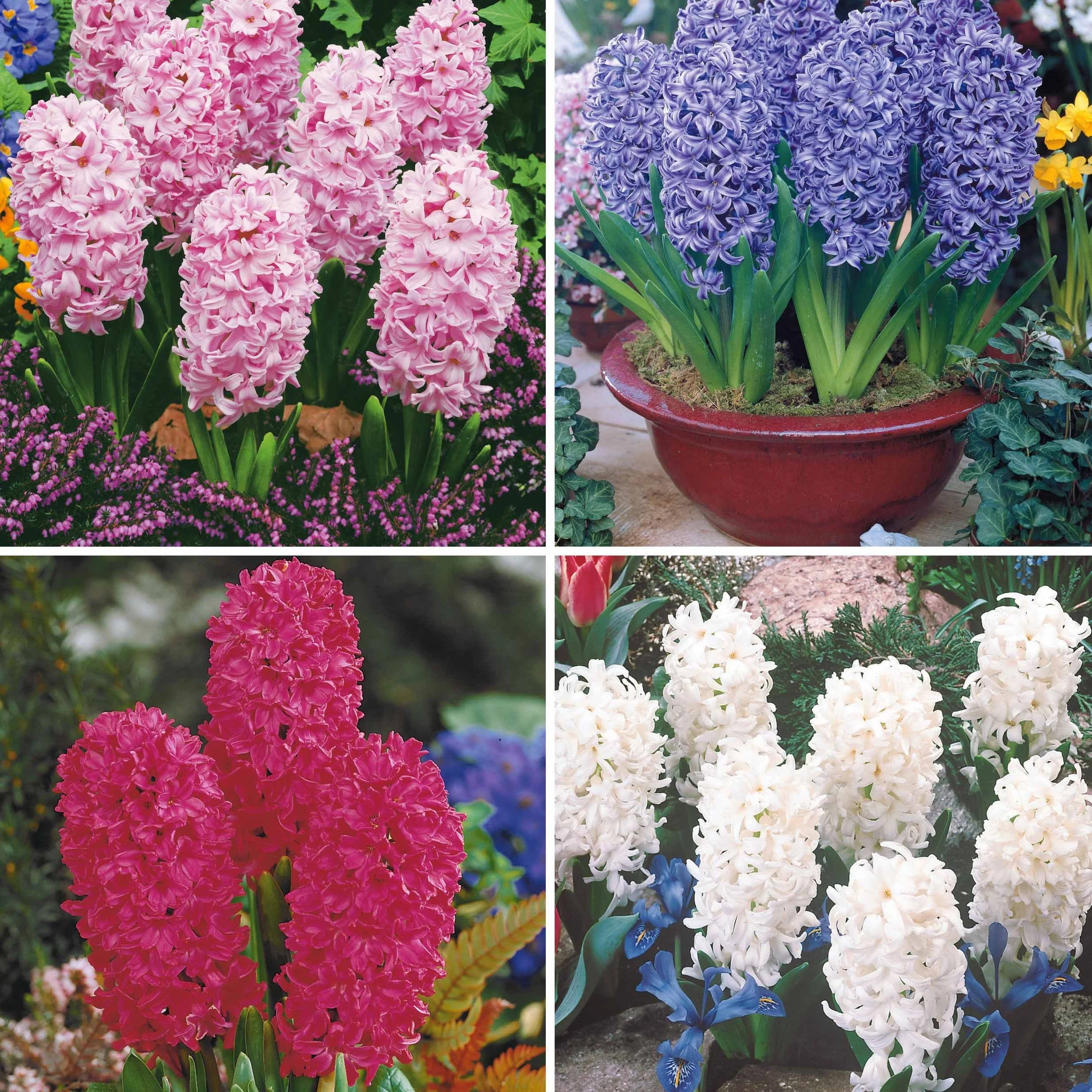 Collection de 12 Jacinthes (3 roses + 3 bleues + 3 rouges + 3 blanches)Hyacinthus orientalis