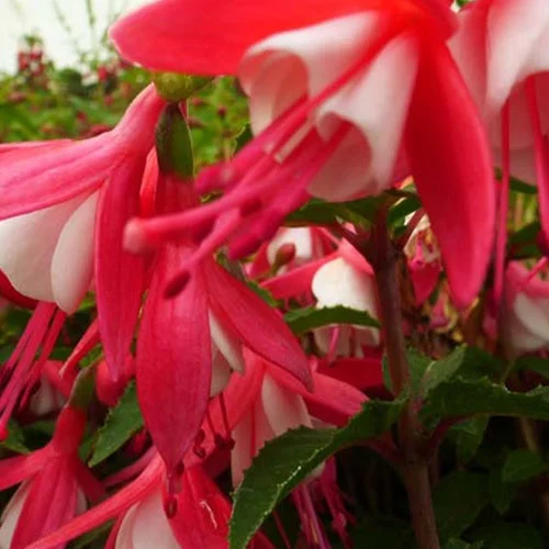 Fuchsia Lady ThumbFuchsia lady thumb