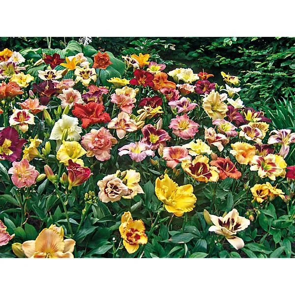HÉMÉROCALLE BREEDERS MIX