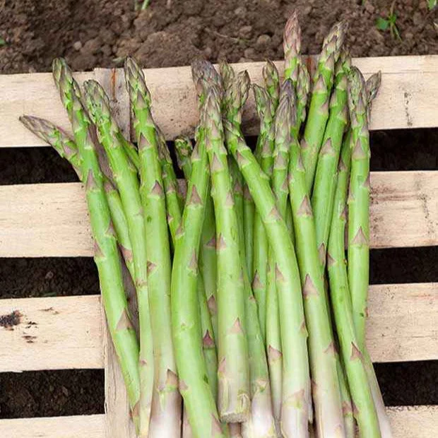 10 Asperges VoltaireAsparagus officinalis voltaire