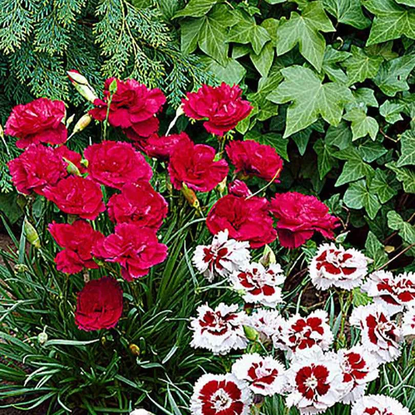 Œillet mignardise DavidDianthus plumarius David