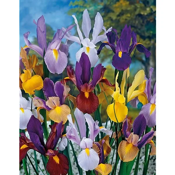 IRIS DE HOLLANDE EN MÉLANGE