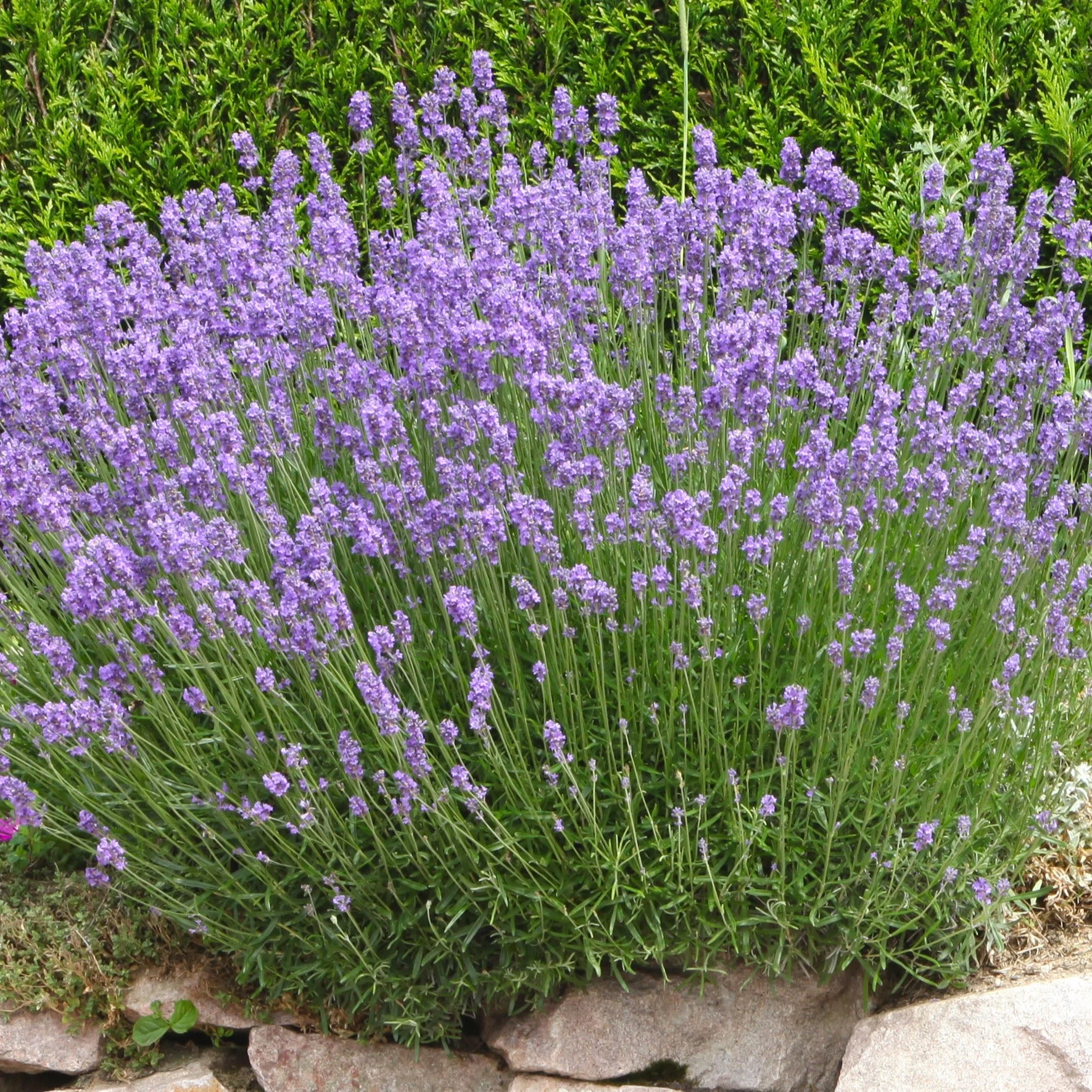 Lavande de GrasseLavandula angustifolia Grosso