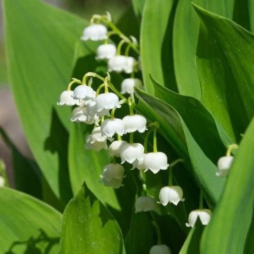 Muguet blancConvallaria majalis