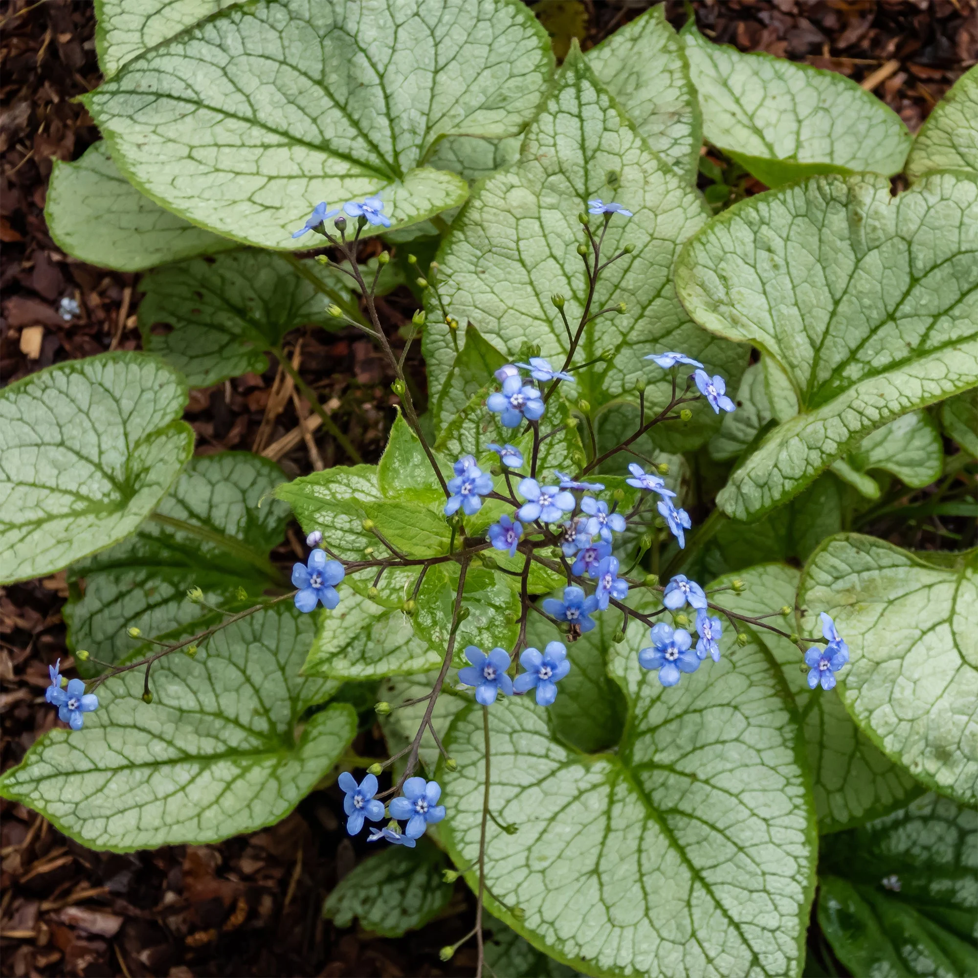 Myosotis du Caucase Jack FrostBrunnera macrophylla jack frost