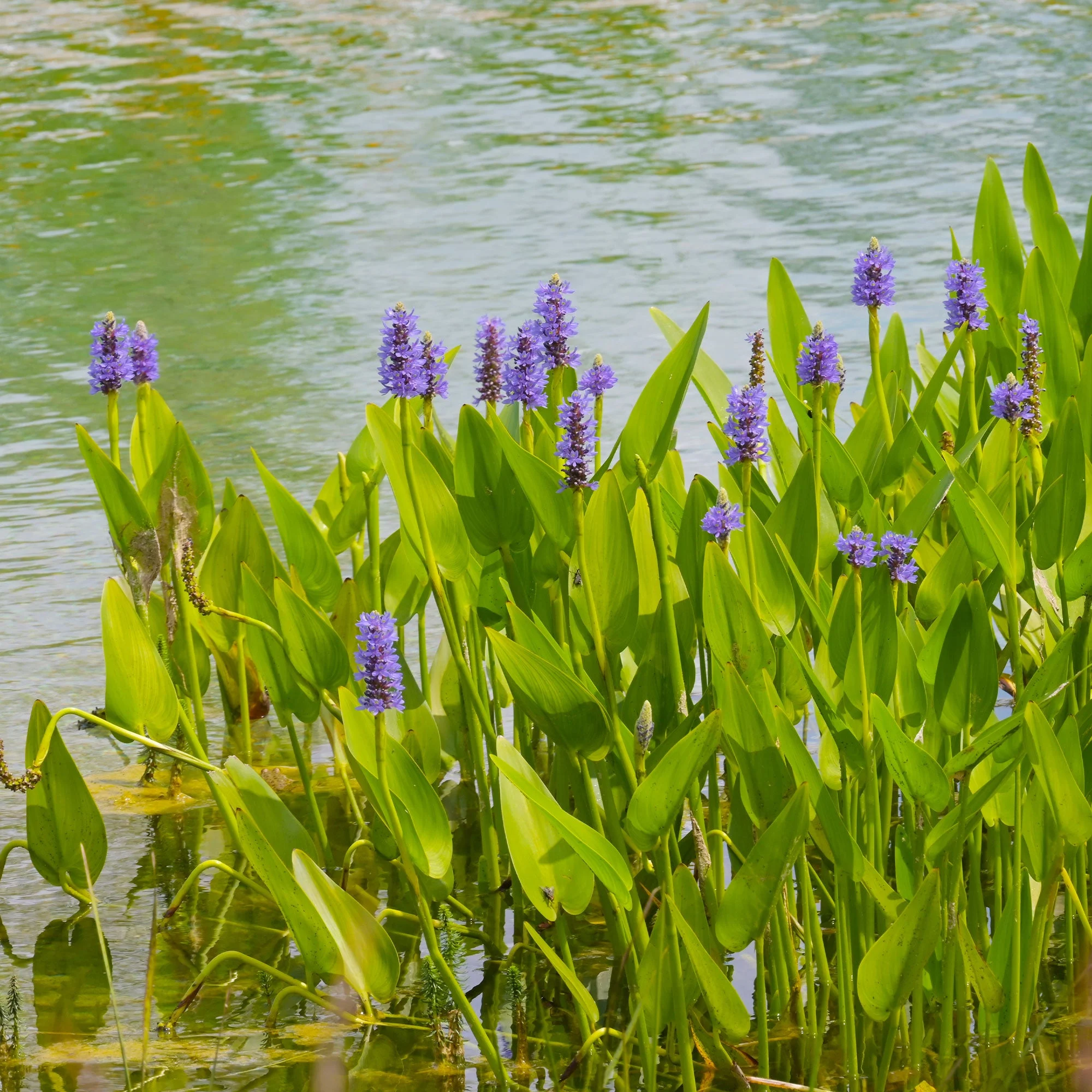 Pontédérie à feuilles en coeurPontederia cordata
