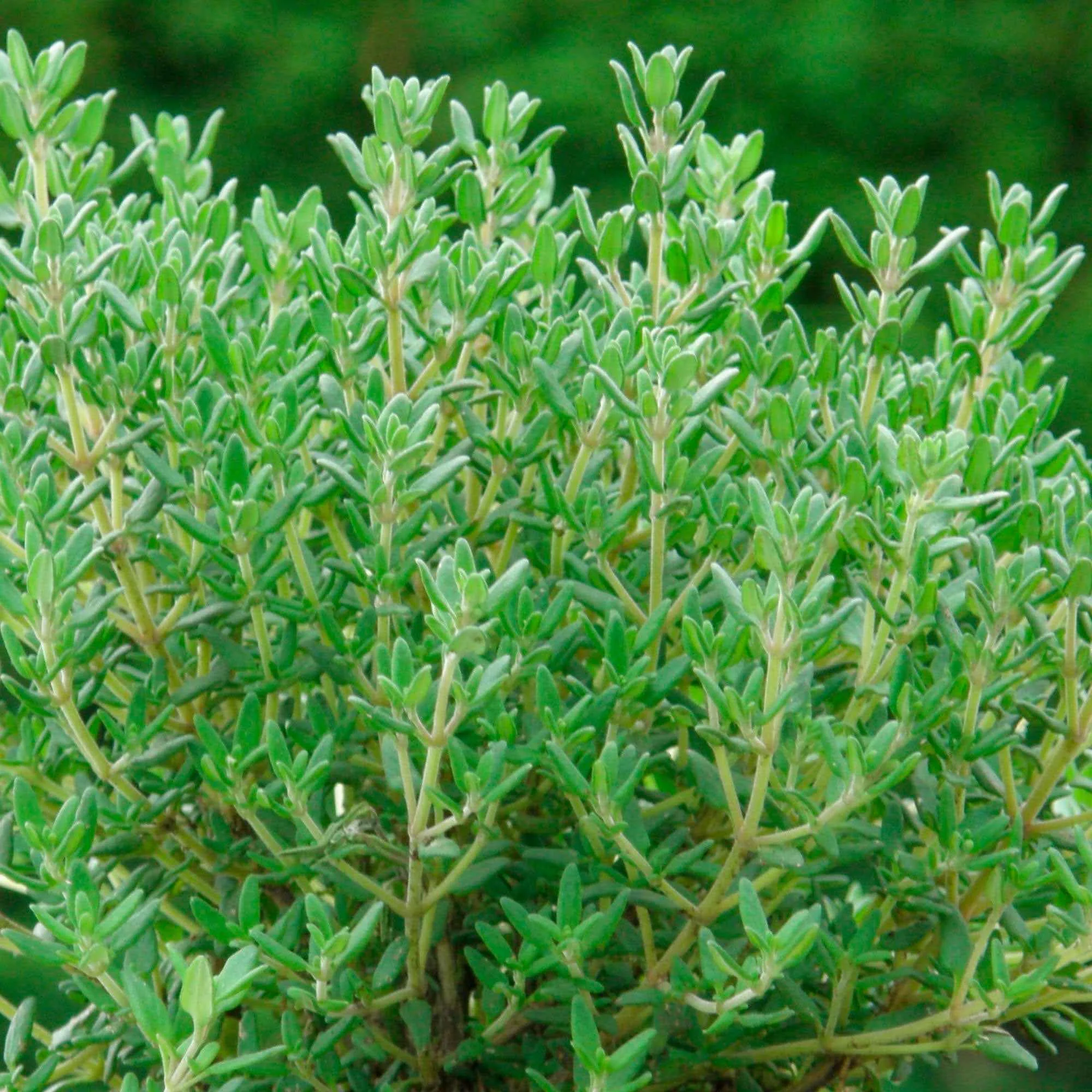 Thym commun Compactus Thym nainThymus vulgaris compactus