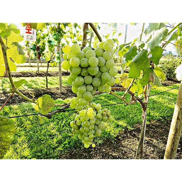 VIGNE ROBUSTAREBE TALIZMAN