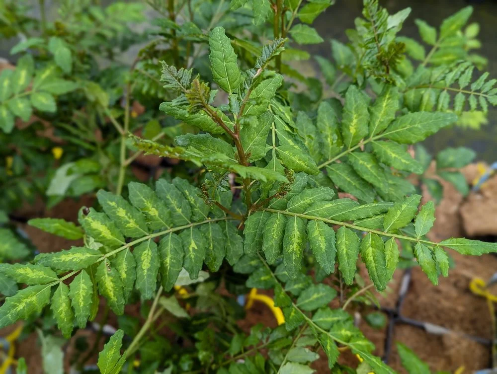 Zanthoxylum schinifolium, Poivrier japonais « Sansho »
