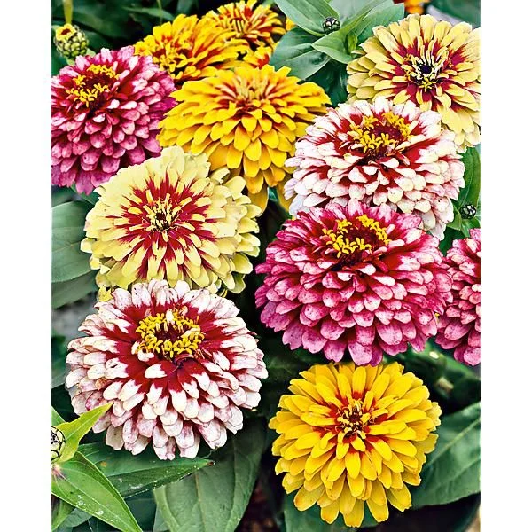 ZINNIA BONBON BICOLOR MIX