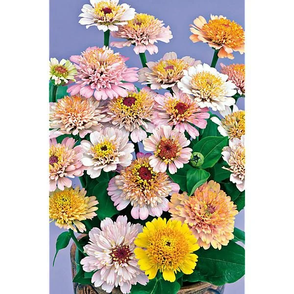 ZINNIA CRESTO ! PEACHY PINK