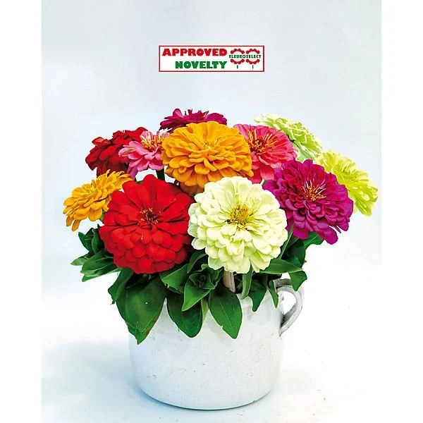 ZINNIA ELDORADO MIX