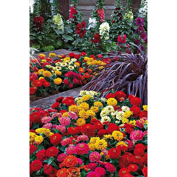 ZINNIA F1 DREAMLAND MIX