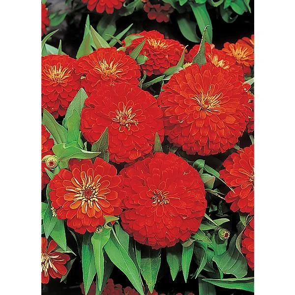 ZINNIA F1 DREAMLAND RED