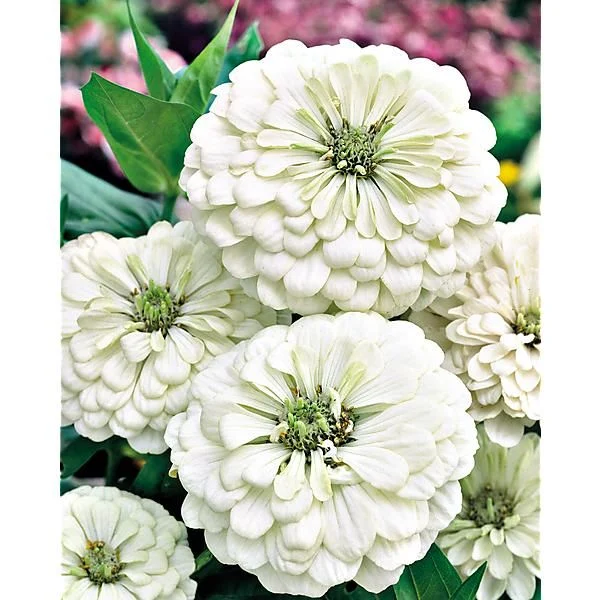 ZINNIA F1 PRECIOSA BLANC PUR