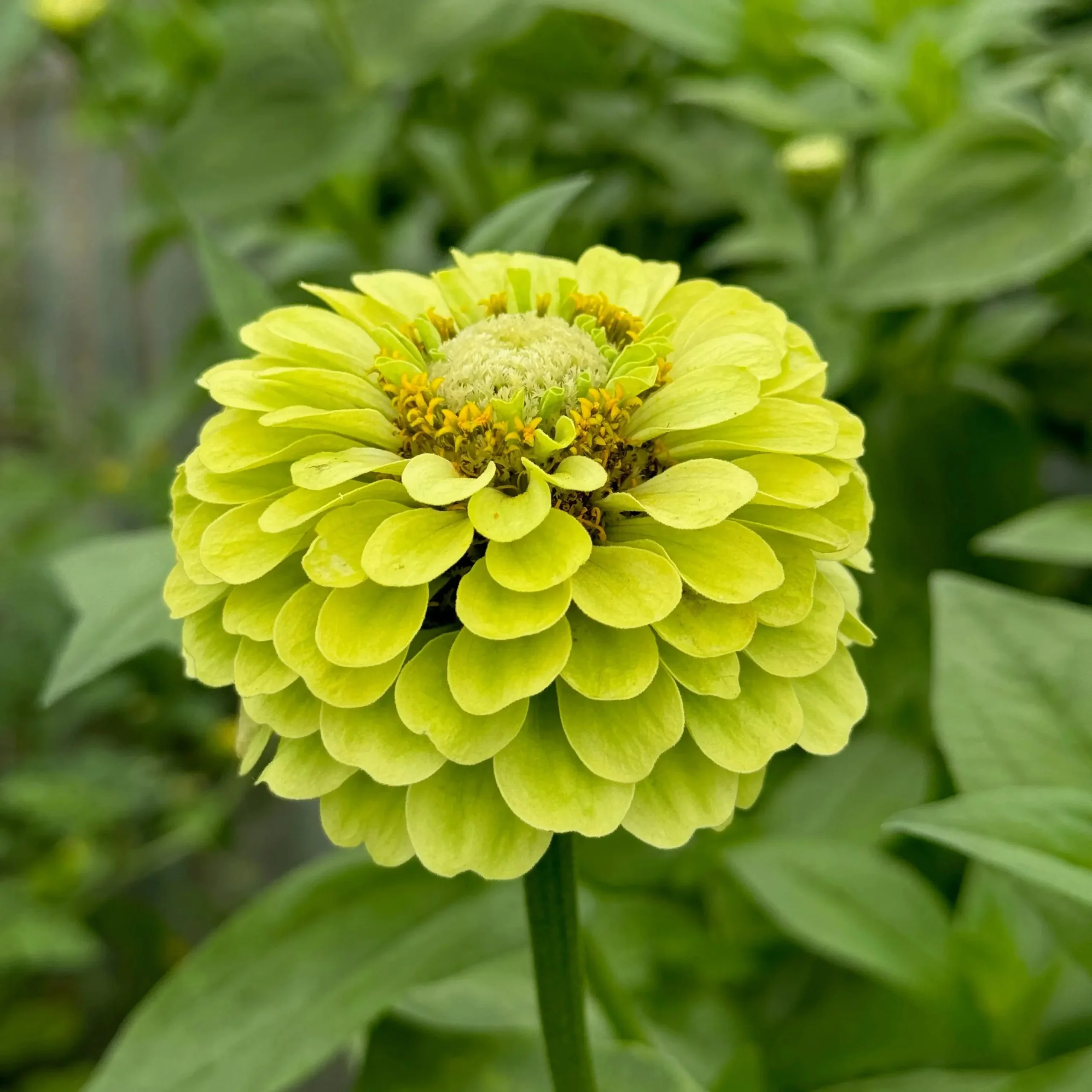 ZINNIA A FLEURS DE DAHLIA GREEN ENVY AB