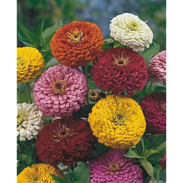 ZINNIA GÉANT À FLEUR DE DAHLIA MIX