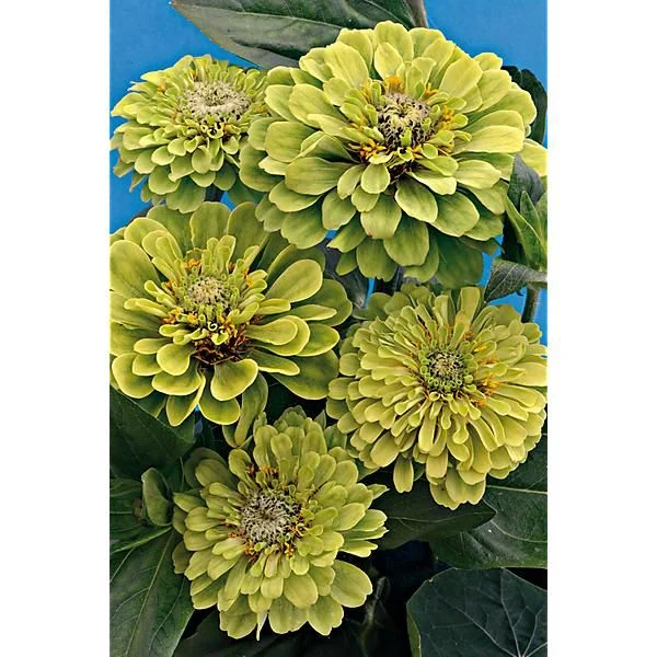 ZINNIA GÉANT VERT