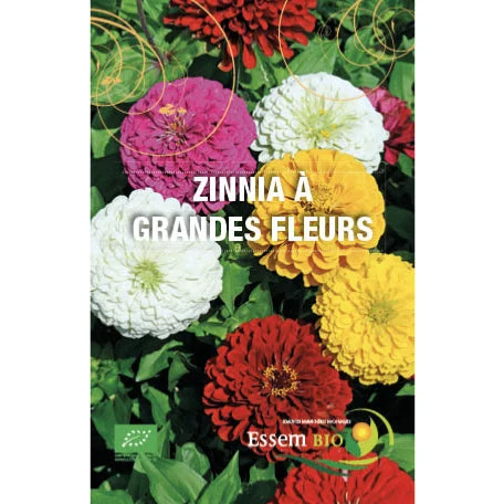 Zinnia à grandes fleurs Bio