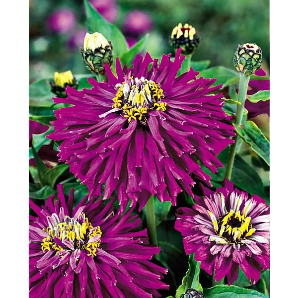 ZINNIA LILAC EMPEROR