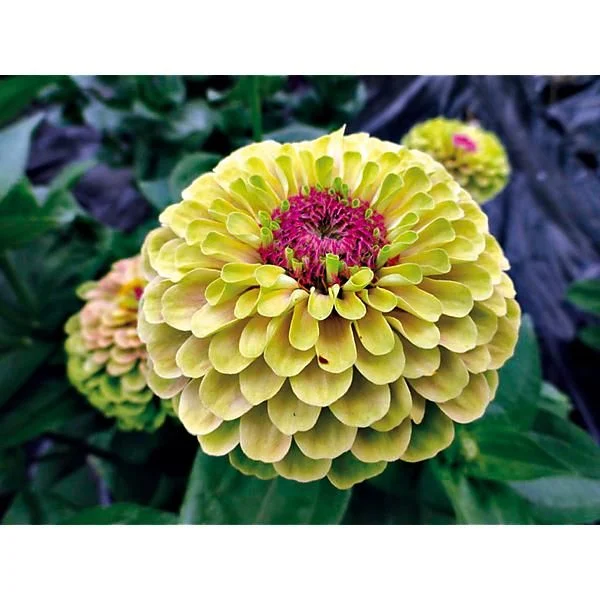 ZINNIA LIME WITH BLOTCH