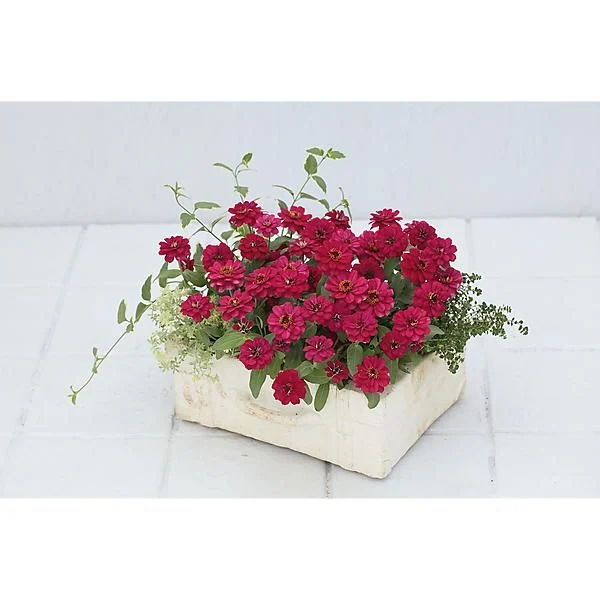 ZINNIA MARYLANDICA F1 PROFUSION DOUBLE HOT CHERRY