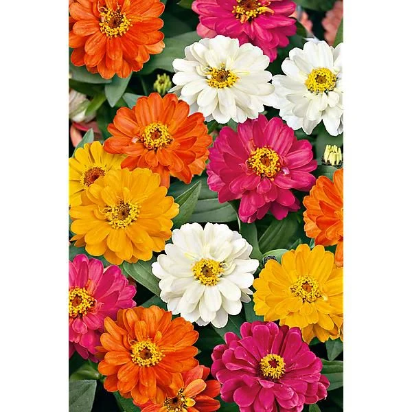 ZINNIA MARYLANDICA F1 PROFUSION DOUBLE MIX