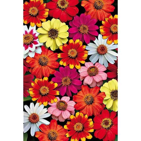 ZINNIA MARYLANDICA ZAHARA MIX