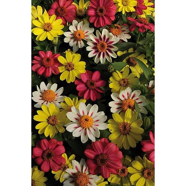 ZINNIA MARYLANDICA ZAHARA RASPBERRY LEMONADE MIX
