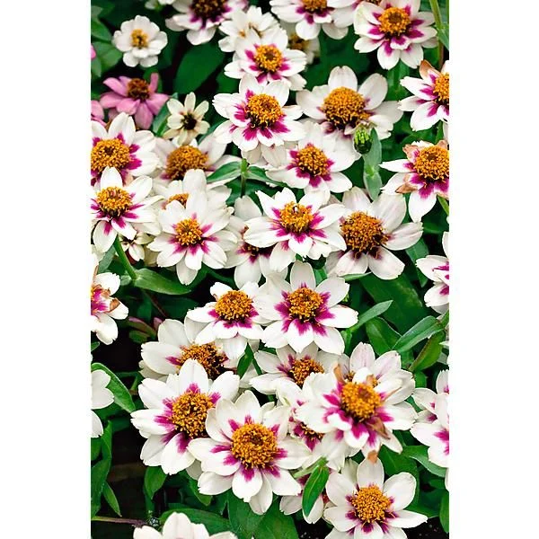 ZINNIA MARYLANDICA ZAHARA STARLIGHT ROSE