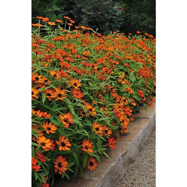 ZINNIA MARYLANDICA ZAHARA XL FIRE