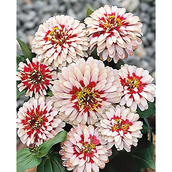 ZINNIA NAIN F1 SWIZZLE CHERRY/IVORY