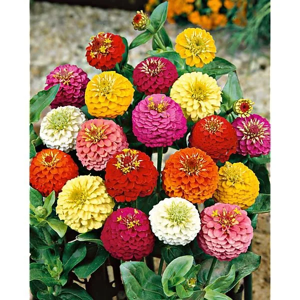 ZINNIA NAIN ZINNITA MIX