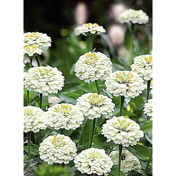 ZINNIA OKLAHOMA BLANC PUR