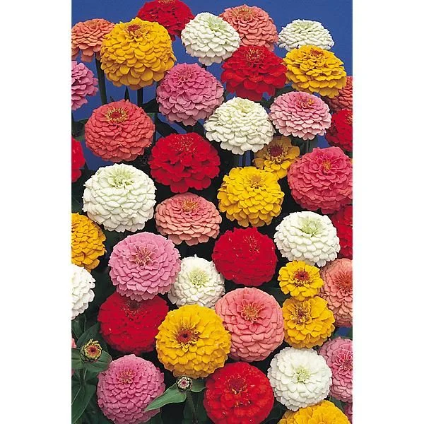 ZINNIA OKLAHOMA MIX