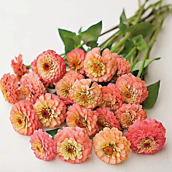 ZINNIA OKLAHOMA SALMON