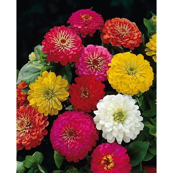 ZINNIA PULCINO
