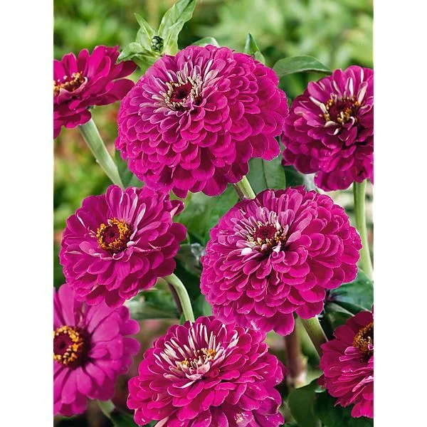 ZINNIA PURPLE PRINCE