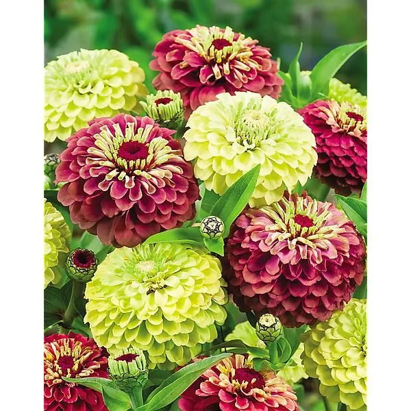 ZINNIA QUEEN MIX