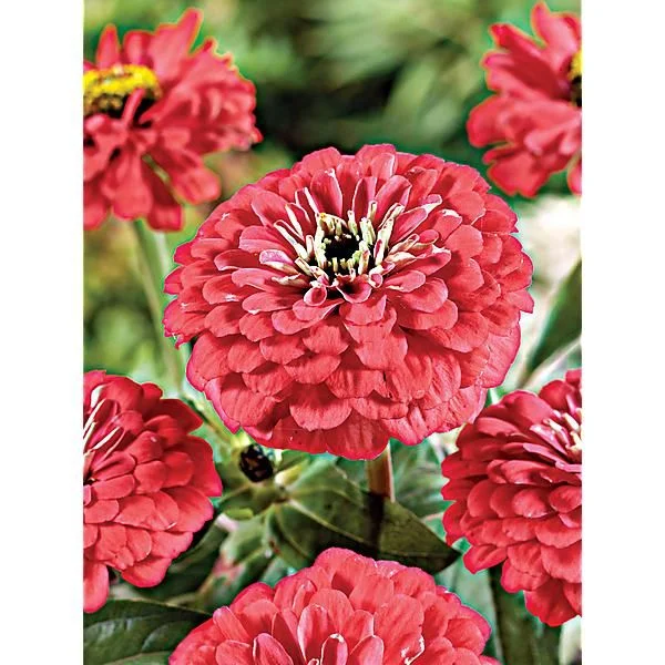 ZINNIA SALMON QUEEN