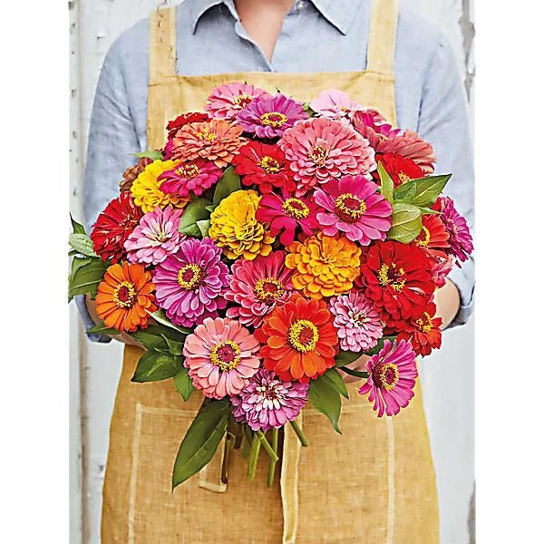 ZINNIA STATE FAIR MIX