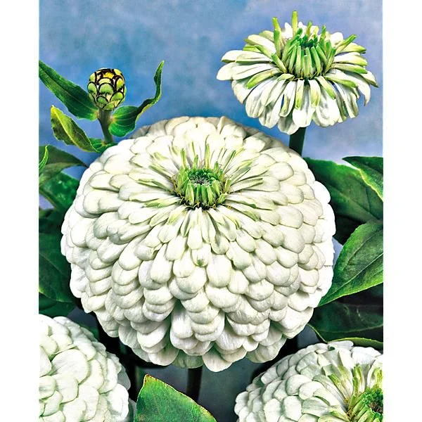 ZINNIA SUPER YOGA AMÉLIORÉ BLANC PUR