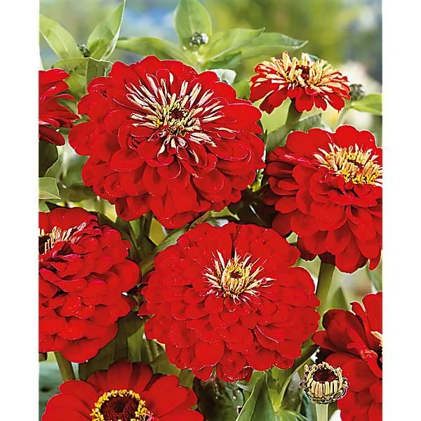 ZINNIA SUPER YOGA AMÉLIORÉ ÉCARLATE