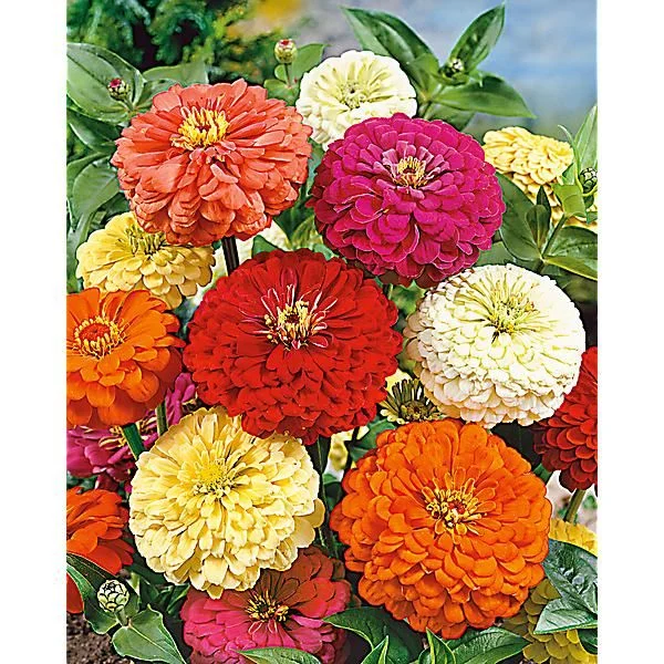 ZINNIA SUPER YOGA AMÉLIORÉ MIX