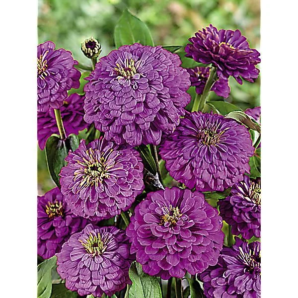 ZINNIA VIOLET QUEEN
