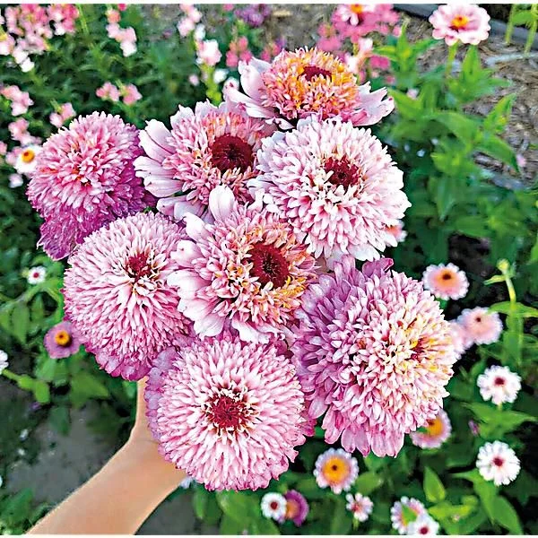 ZINNIA ZINDERELLA LILAC