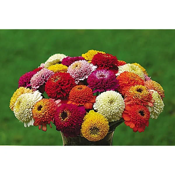 ZINNIA ZINDERELLA MIX