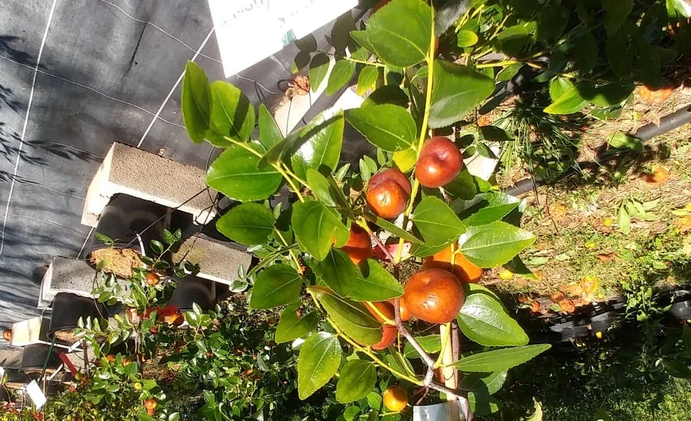 Ziziphus jujuba « Chico » , Jujubier à gros fruit sucré
