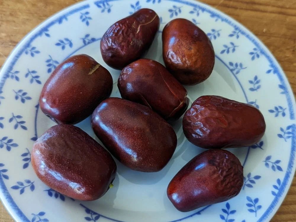Ziziphus jujuba, Jujubier à gros fruit Gordo