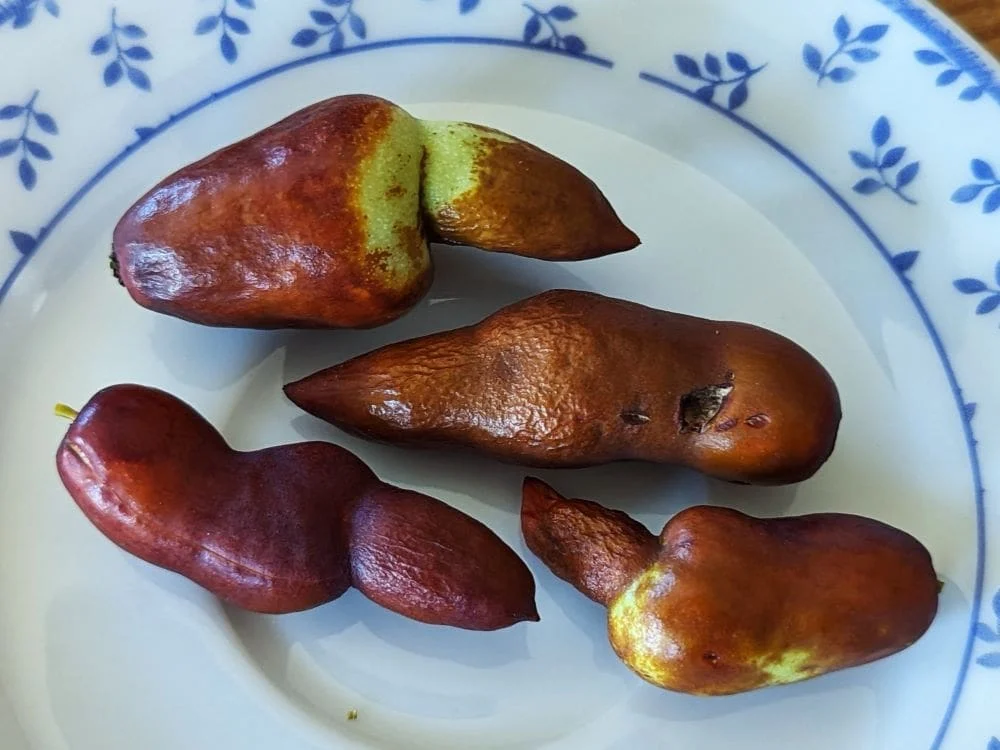 Ziziphus jujuba R4T3, Jujubier, très gros fruit sucré